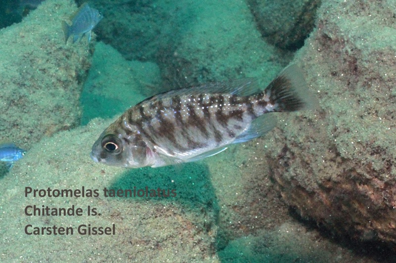 Protomelas taeniolatus 'Chitande Island'